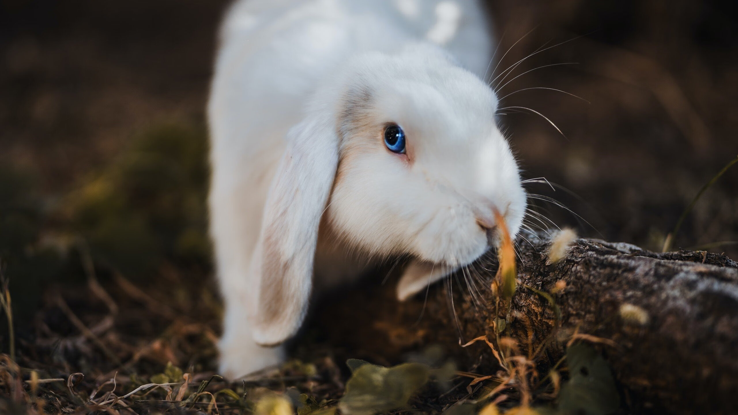 开云体育平台APP-逆流而上！利拉德稳如磐石诠释何为球队压舱石，魔术师终难破时间魔法