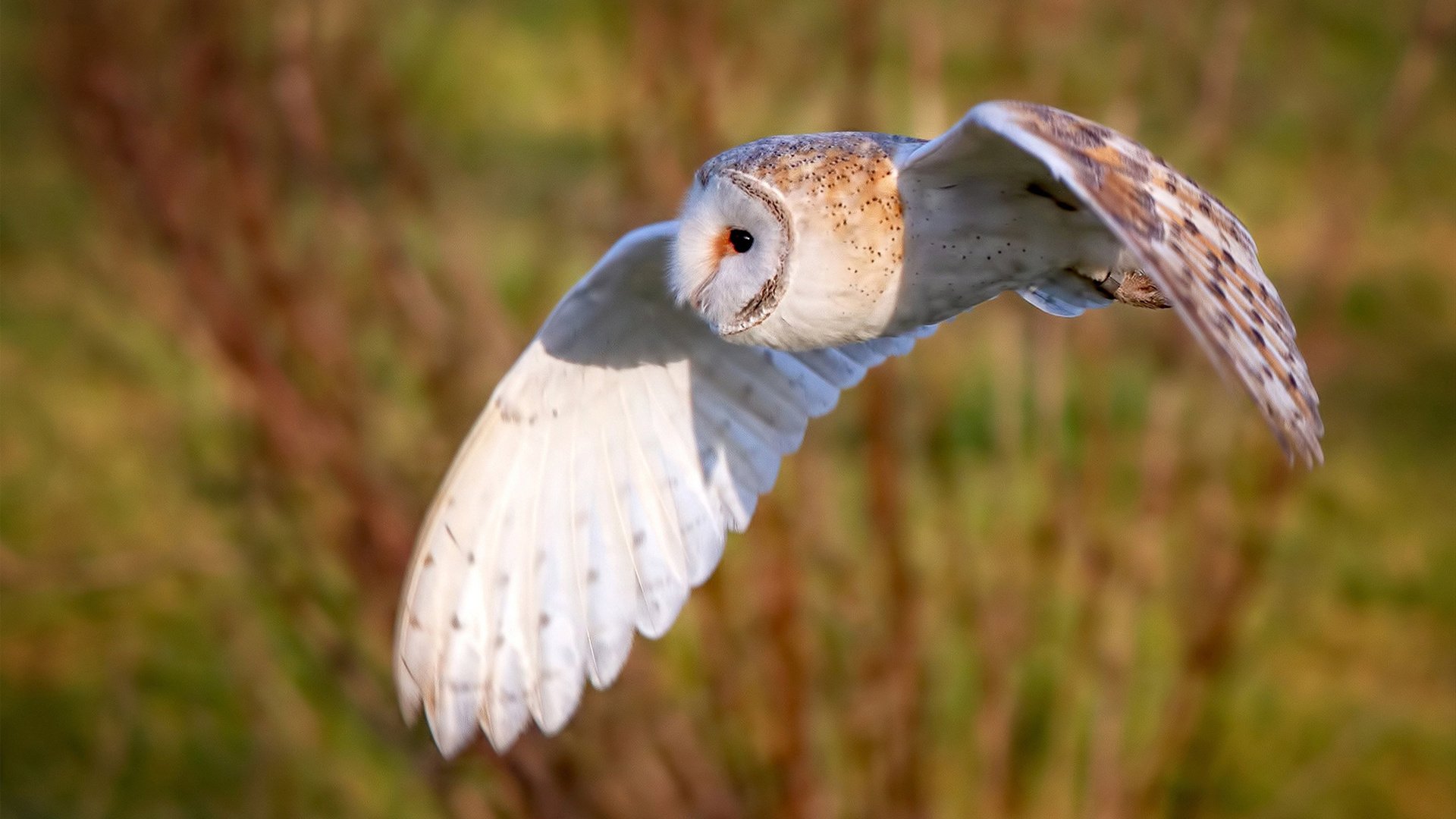 开云平台-法比尼奥终场绝杀，喀麦隆力克尤文图斯