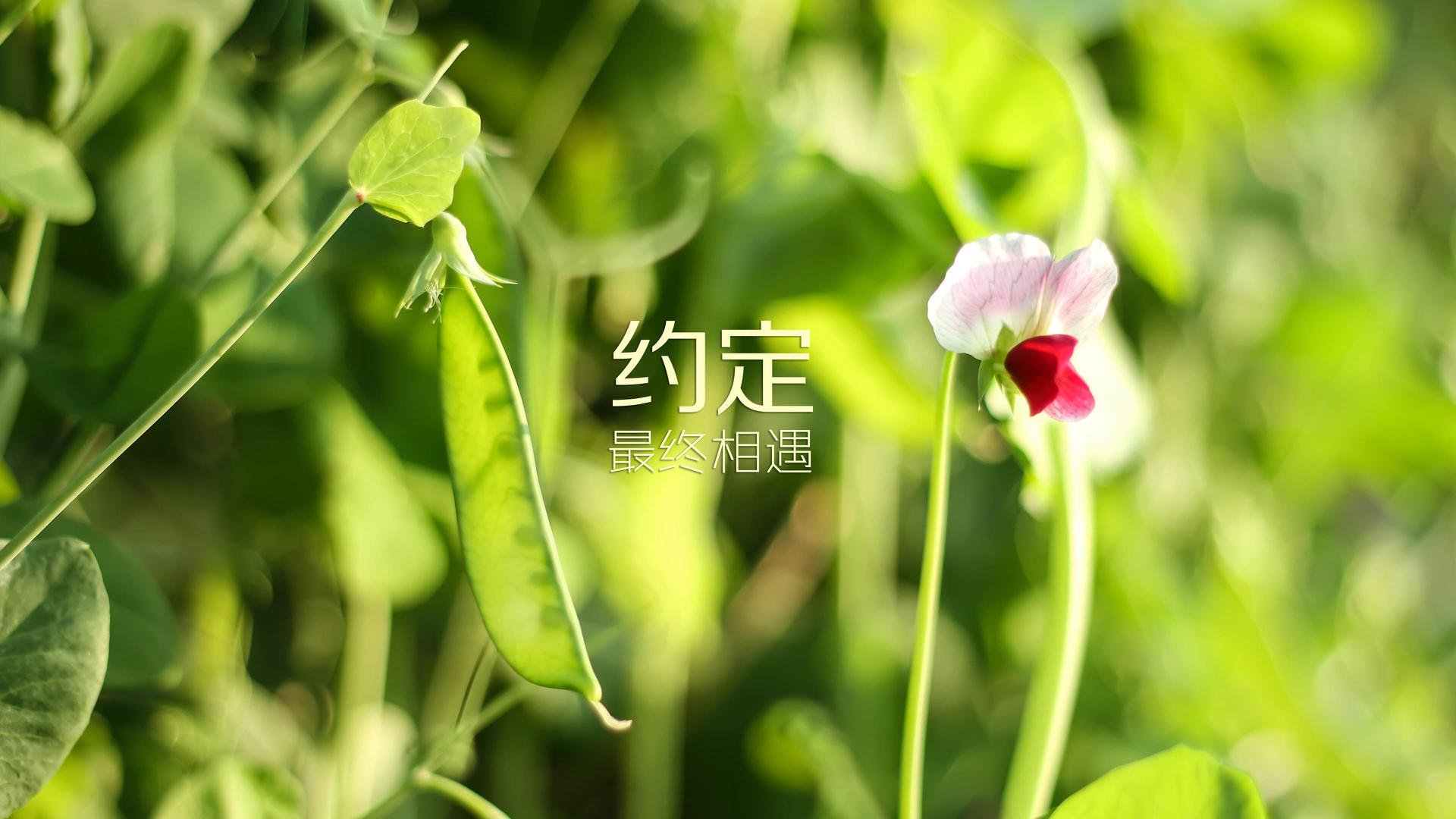 维也纳奇迹，京多安致命一击，奥地利绝杀摩洛哥闪耀2026世界杯D组